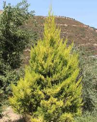 Cupressus macrocarpa 'Wilma' (Monterey Cypress)
