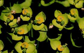 Euphorbia cyparissias - Michigan Flora