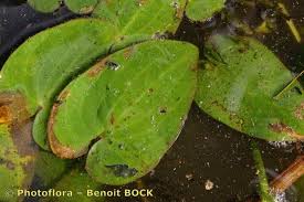 Caldesia parnassifolia (L.) Parl., Parnassus-leaved Water Plantain ...