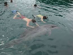 Image result for Palau Dolphins Pacific