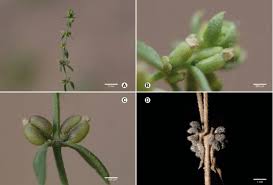 Galium verticillatum: A-plant, B-flowers, C-glabrous fruits ...