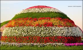 Image result for flower and mountain