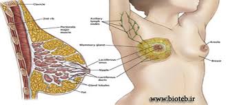 نتیجه تصویری برای  نوک سینه زنان