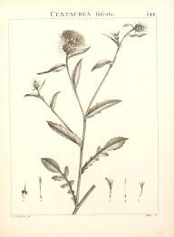 Centaurea pectinata - Wikispecies