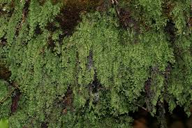 Image result for Hymenophyllum undulatum