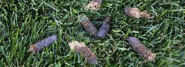 Image result for pictures aeration of st augustine grass