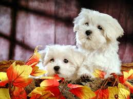 Image result for cute puppies