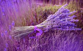 Image result for lavender