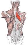 rhomboideus major muscle