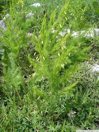 Asparagus tenuifolius PFAF Plant Database