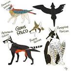 genus falco