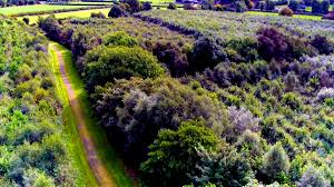 Forestry fund could 'distort land market' warns IFA
