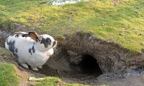 Image result for rabbit hole
