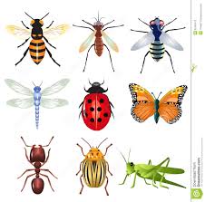 What kind of insects do you like/dislike? Images?q=tbn:ANd9GcRxAeGovvkIfUwC8NrDIv3VbJUXfEfJ7s8LMz_HiMWZwXHp45jr