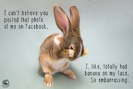 Image result for rabbit memes