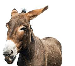 Image result for mule