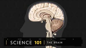 Human Brain: facts and information