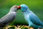 pictures of 2 parrots kissing girlfriend on neck