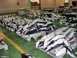 Arrêtons le massacre des requins pour leurs ailerons! Images?q=tbn:ANd9GcRxz6Jsp3p2AfLuRbSK32v8Y4jvX35y4fyEU2WVCjbLxET6dzHKjA