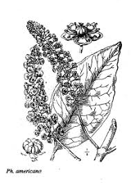 Sp. Phytolacca americana - florae.it