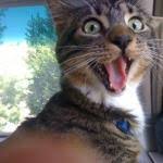 Excited Cat Meme Generator - Imgflip via Relatably.com