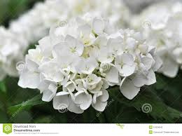Afbeeldingsresultaat voor witte hortensia