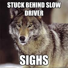 Mildly disturbed wolf memes | quickmeme via Relatably.com