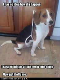 Funny beagle picture/ quote | Dog quotes | Pinterest | Beagles ... via Relatably.com