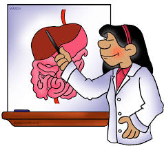 Resultado de imagen de digestive system for kid