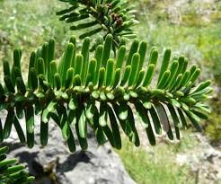 Abies nebrodensis - EUFORGEN European forest genetic resources ...