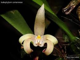 Image result for Bulbophyllum cameronense
