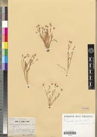 Ranunculus batrachioides Pomel - Portale della Flora d'Italia / Portal ...