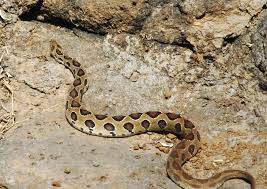 Image result for Russell's viper /images