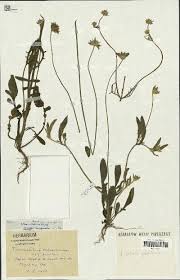 Specimen - Tremastelma palaestinum (L.) Janch.