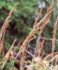 Calamagrostis epigejos - Online Virtual Flora of Wisconsin