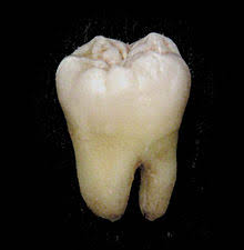 Resultado de imagem para dentes