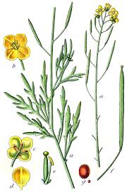 Diplotaxis tenuifolia - Wikipedia