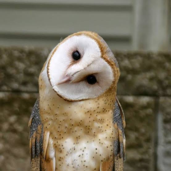 Barn Owl - Goblin - World Bird Sanctuary