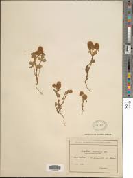 Trifolium smyrnaeum Boiss. | Smithsonian Institution