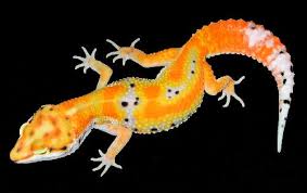 Le Gecko léopard / Les phases Images?q=tbn:ANd9GcRzjUhzTCPNziISUzLLHjyDy5OqmNFQ9-GF5WFfNJzGonSaSYRFBA