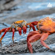 The Clever Crab