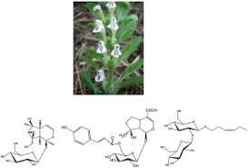 Secondary metabolites from Scutellaria albida L. ssp. velenovskyi ...