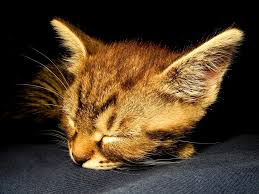 Image result for cats sleeping on the sofa