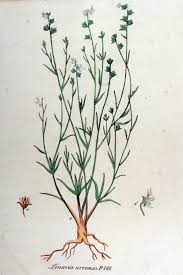File:Linaria arvensis — Flora Batava — Volume v12.jpg - Wikimedia ...