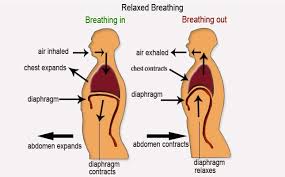 Image result for mouth breathing profile from diaphragm