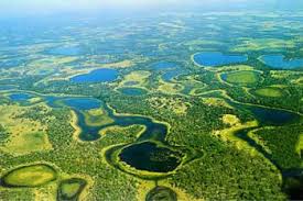 Resultado de imagem para pantanal matogrossense