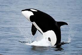 Resultado de imagem para fotos de orca