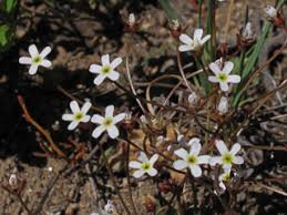 Androsace septentrionalis (Pygmyflower rockjasmine) | Native ...