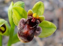 Scheda IPFI, Acta Plantarum Ophrys_bombyliflora