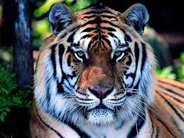 Resultado de imagem para fotos de tigre